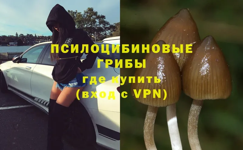 наркошоп  Стрежевой  Псилоцибиновые грибы MAGIC MUSHROOMS 